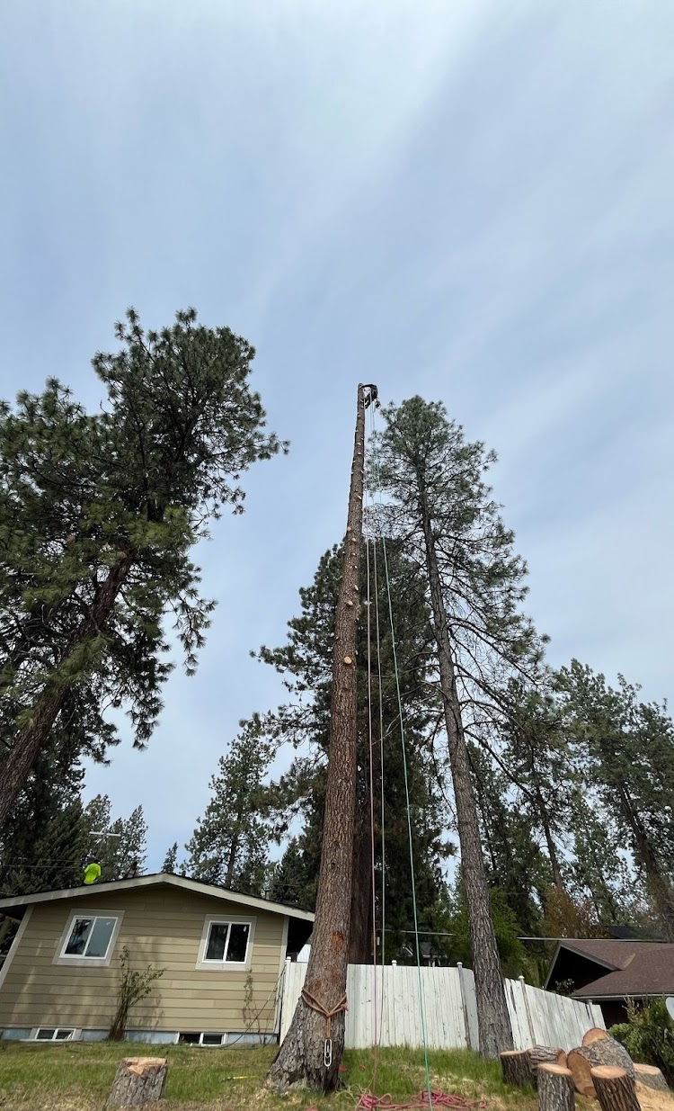 Tree removal by The Tree Clique in Post Falls, ID