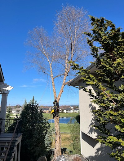 Residential tree removal by The Tree Clique in Post Falls, ID