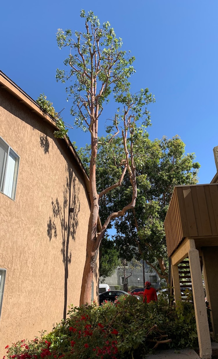 Tree pruning by The Tree Clique in Spokane, WA