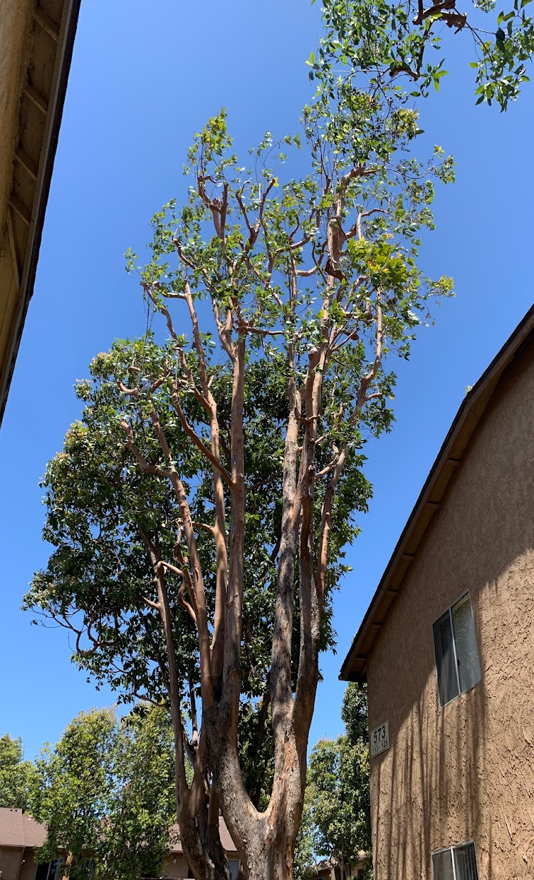 Crown thinning by The Tree Clique in Post Falls, ID