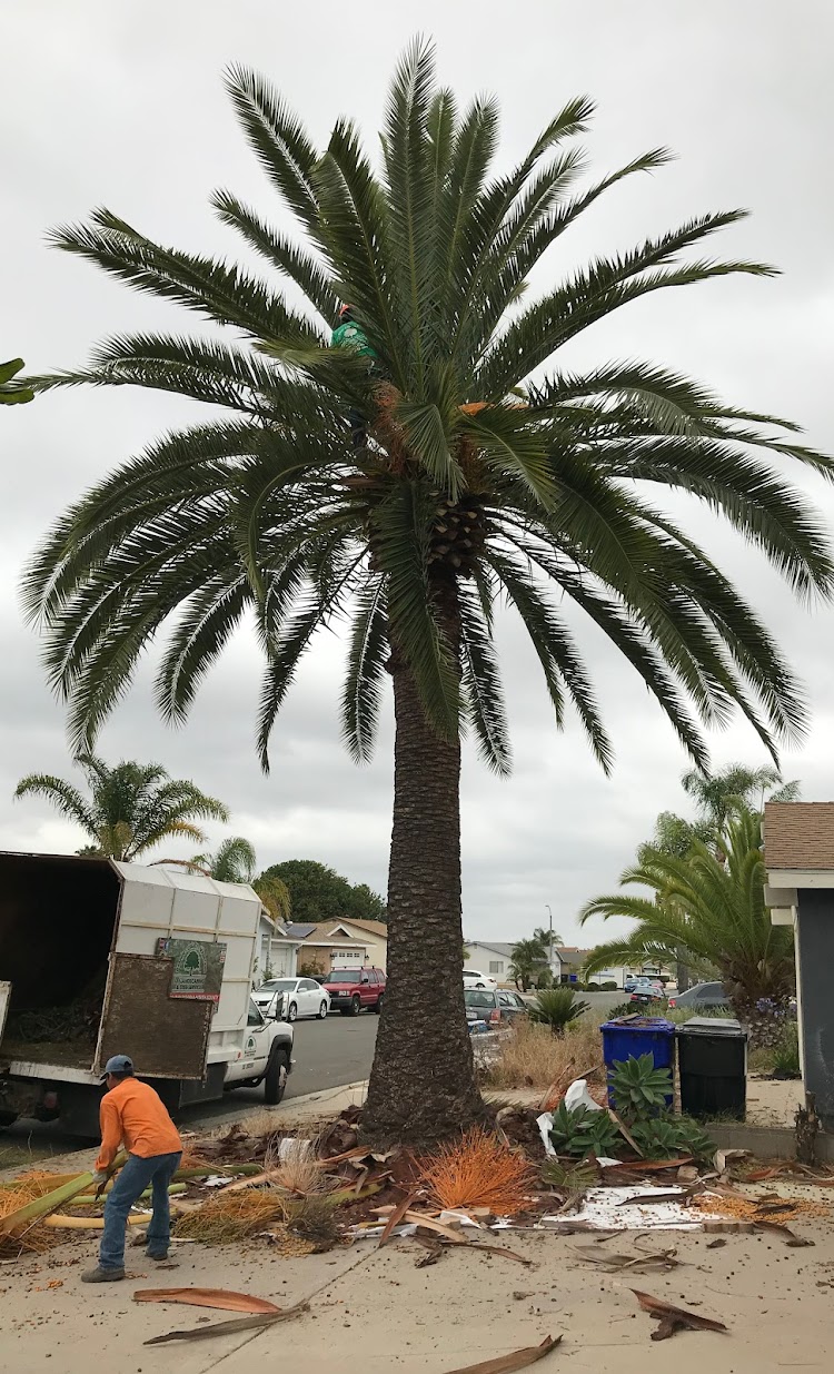 Palm tree trimming by The Tree Clique in Spokane, WA