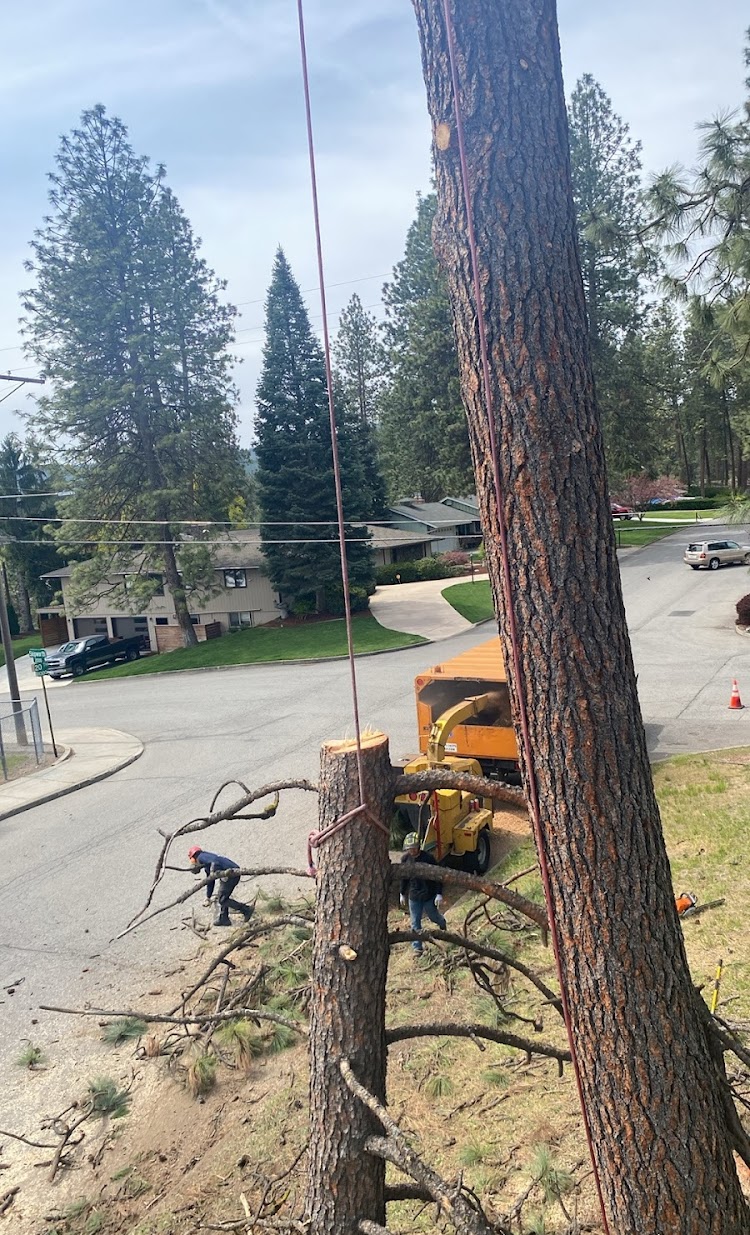 Emergency tree removal by The Tree Clique in Post Falls, ID