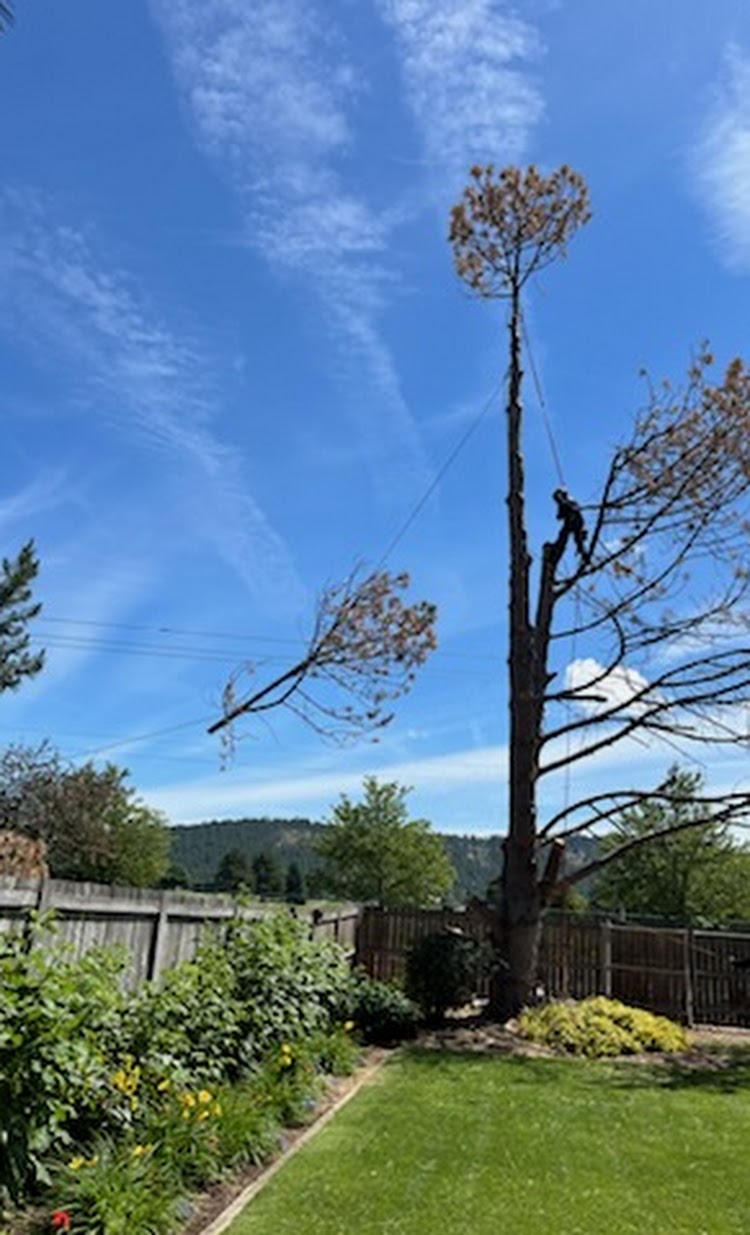 Large tree removal by The Tree Clique in Coeur d'Alene, ID