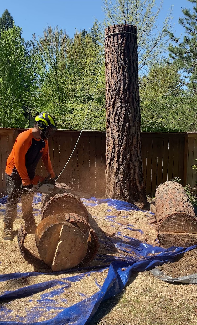 Professional tree cutting by The Tree Clique in Spokane, WA