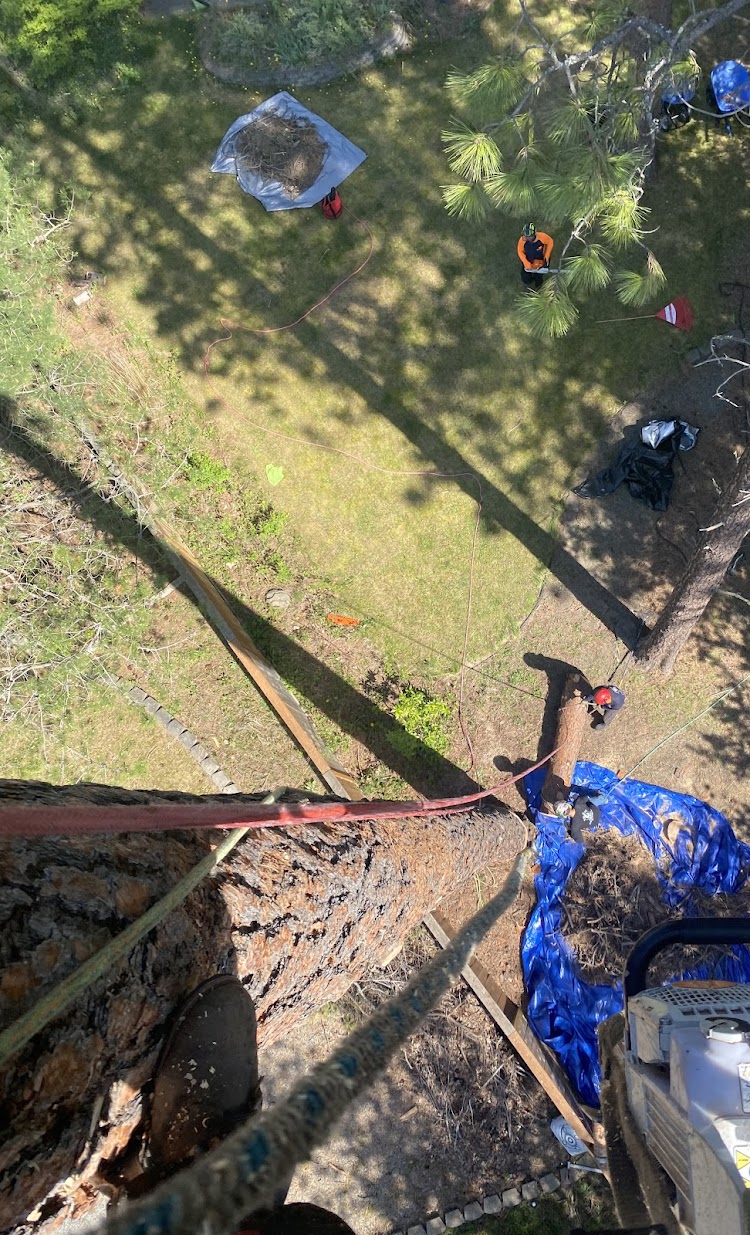 Aerial view of tree service work with professional equipment in Post Falls, ID